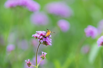 Bee and purple flowers