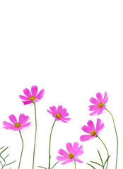 Fototapeta premium Pink flowers cosmos on a white background with space for text. Top view, flat lay