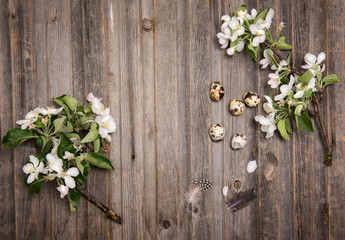 Easter eggs decoration on rustic wooden background. Quail  eggs and spring apple blossom on a old wooden background. Vintage style picture.