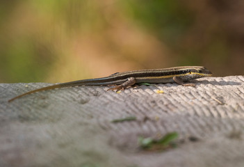 Blue-tailed skink lizard on a stone path