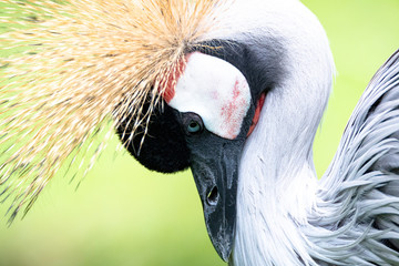 Fototapeta premium isolated grey crowned crane