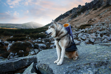 Backpacking dog  hiking in the mountains. Alaskan Malamute with Sleeping pad and shoes