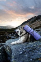 Backpacking dog  hiking in the mountains. Alaskan Malamute with Sleeping pad and shoes
