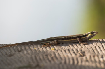 Blue-tailed skink lizard on a stone path