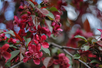 Apple tree in bloom