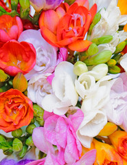 colorful freesia flowers top view, natural background