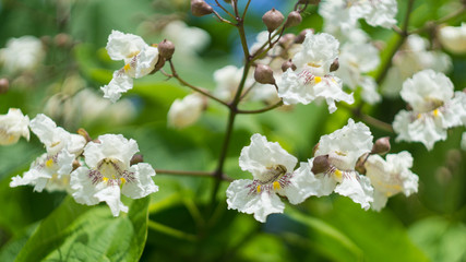 Catalpa flowers on a blue sky background