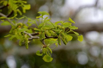 イチョウの雄株に咲いた花