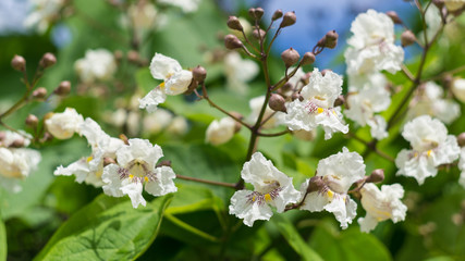 Catalpa flowers on a blue sky background