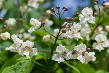 Catalpa flowers on a blue sky background