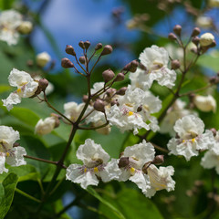 Catalpa flowers on a blue sky background