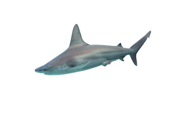 Shark isolated on white background