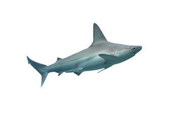 Shark isolated on white background