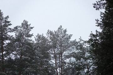 tops of winter trees in the snow