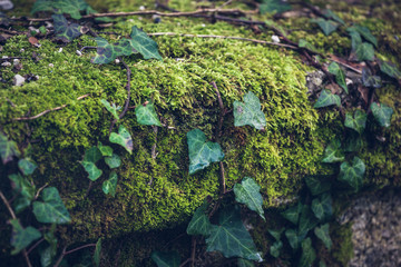 Grass moss and water drops in the nature concept