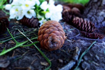 Cones fell to the ground