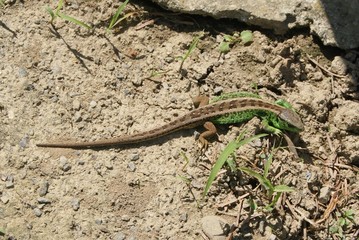 lézard