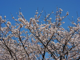 桜