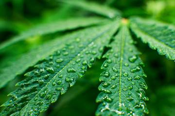 Cannabis at the beginning of flowering. Green background of leaves. Legal Marijuana cultivation in...