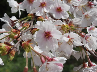 桜