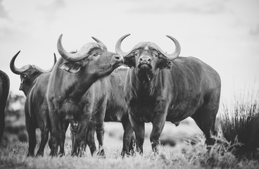 Close up image of Cape Buffalo in a nature reserve in South Africa