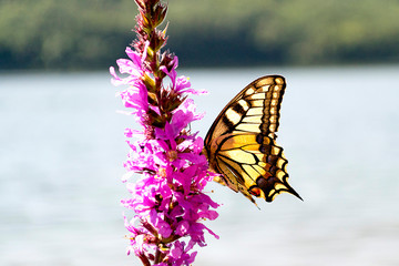 Black Swallowtail on Flower