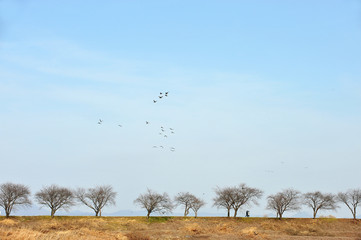 Landscape of the Embankment Road and winter  trees