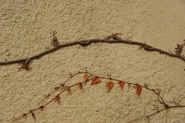 dried ivy on old wall