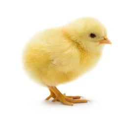 Fototapeten Süßes kleines Huhn © gertrudda