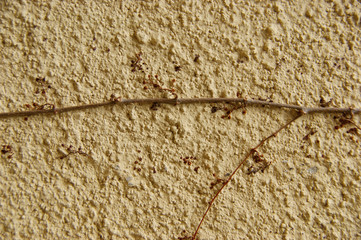 dried ivy on old wall