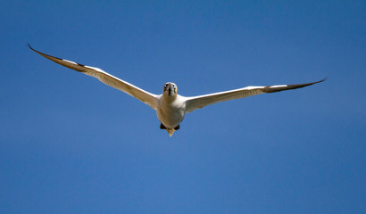 Northern Gannets Morus bassanus in flight