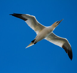 Northern Gannets Morus bassanus in flight