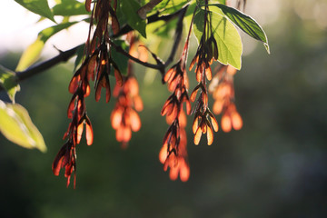 Seeds of Caesalpinia pulcherrima closeup, selective focus.