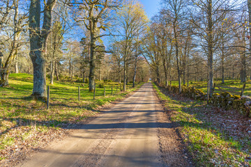 Gravel road through a deciduous forest in the spring