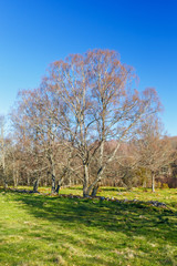 Leafless trees on a field in springtime
