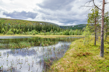 Forest lake in the woodland