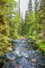River flowing through a coniferous forest