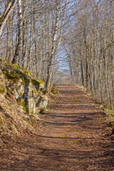Footpath in a spring forest