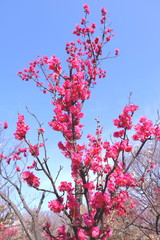紅梅と青空