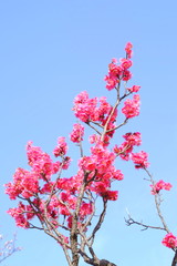 紅梅と青空