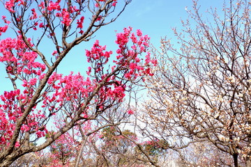 紅梅と白梅　早春
