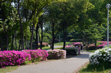 春の日差しを浴びた遊歩道沿いに満開のツツジが並んでいる公園の風景
