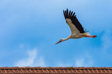 Der Storch im Flug