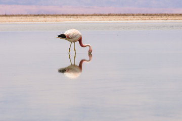 Twin flamingo