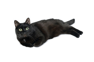 Black cat breed Bombay is lying on white background