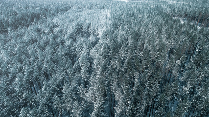 Aerial view of the pine forest in winter.