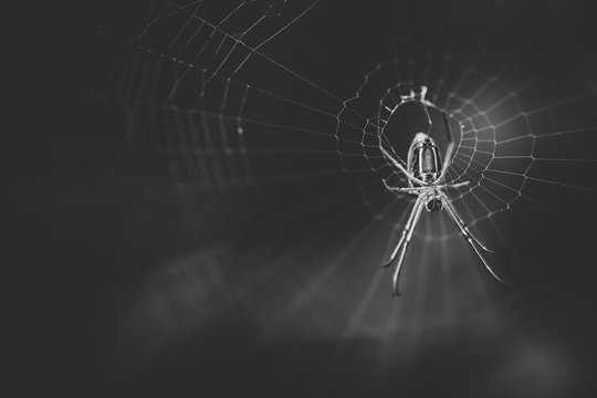 Close up macro image of an orb web spider on its web waiting for a prey insect.