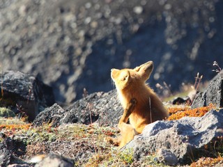 A beautiful wild red fox sits by stone and combes his head  on the slope of the Verblyud (literally: Camel) extrusion rock in the valley between the Avachinsky and Koryaksky volcanoes