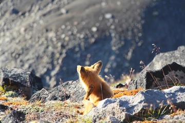 A beautiful wild red fox sits by stone and combes his head  on the slope of the Verblyud (literally: Camel) extrusion rock in the valley between the Avachinsky and Koryaksky volcanoes