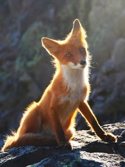 A beautiful wild red fox sits on a stone on the slope of the Verblyud (literally: Camel) extrusion rock in the valley between the Avachinsky and Koryaksky volcanoes.